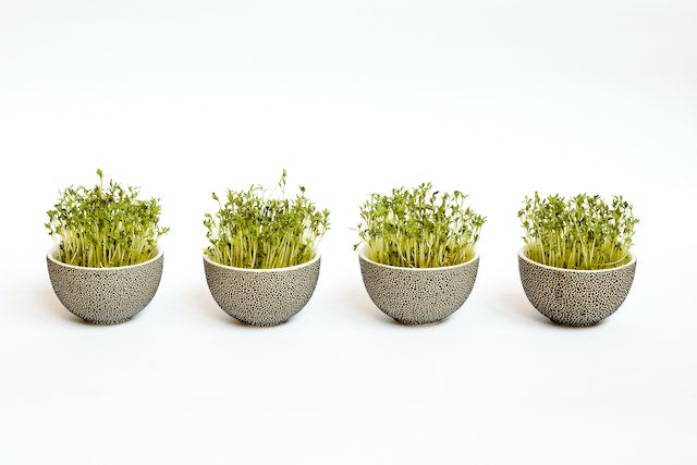 The Benefits of Broccoli Sprouts